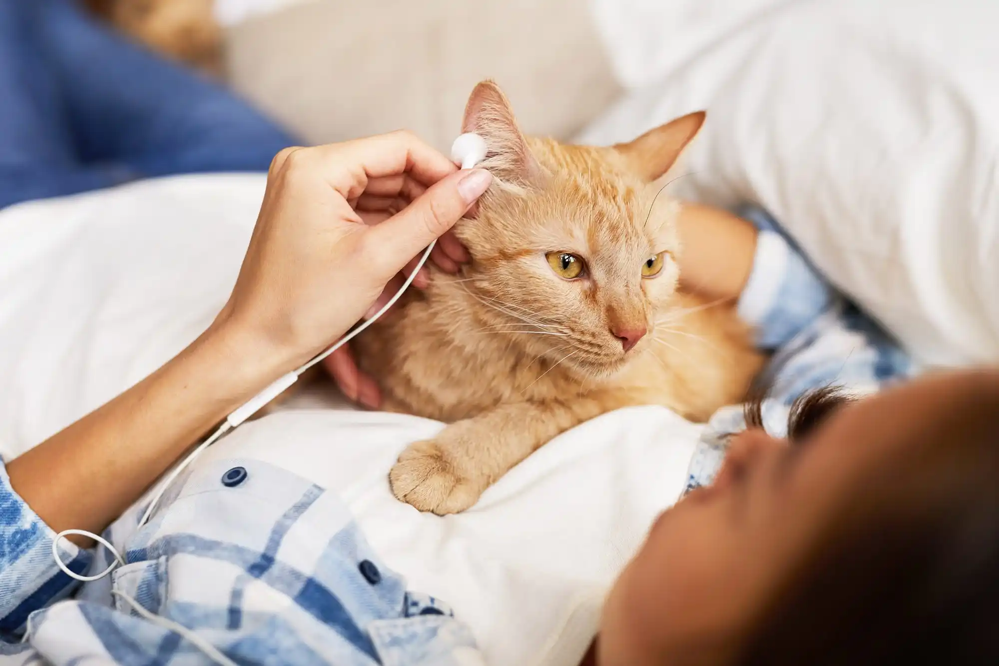 understanding palliative care for pets